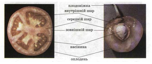 Будова плоду помідора (1) і черешні (2). фото