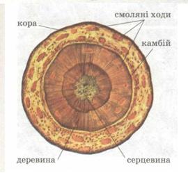 Поперечний розріз стебла сосни. фото