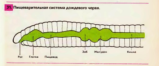 Пищеварительная система червя