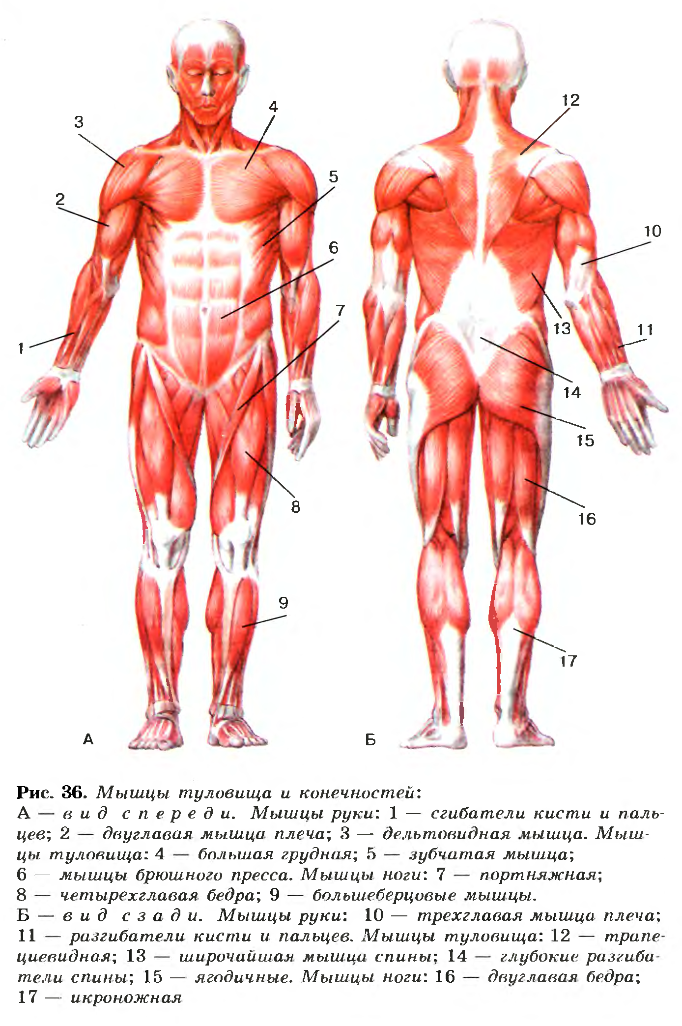 Мышцы туловища и конечностей