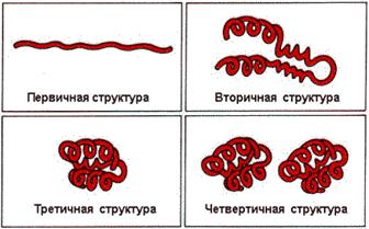 Моделі білків