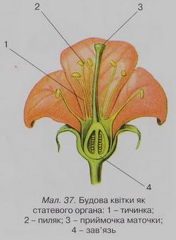 Будова квітки