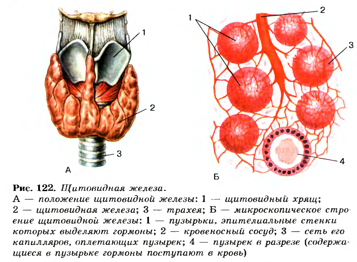 Щитовидная железа