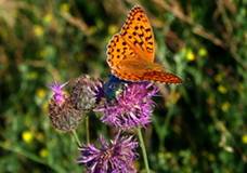 Лускокрилі, або метелики (Lepidoptera).