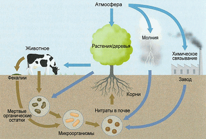 Круговорот азота в биосфере.