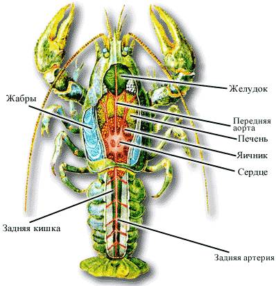 Будова річкового рака.