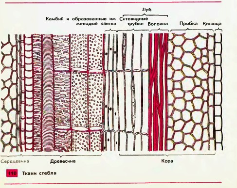 Ткани стебля