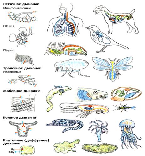 Порівняння системи дихання тварин