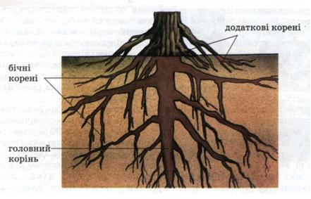 Види коренів фото