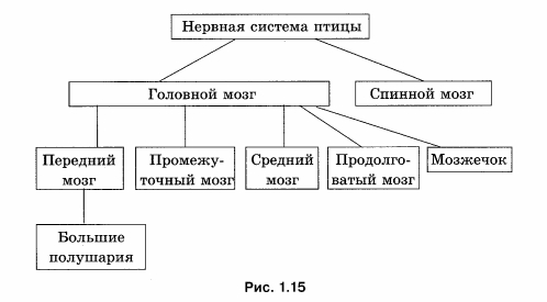 Нервная система птицы