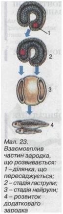 Взаємивплив частин зародка