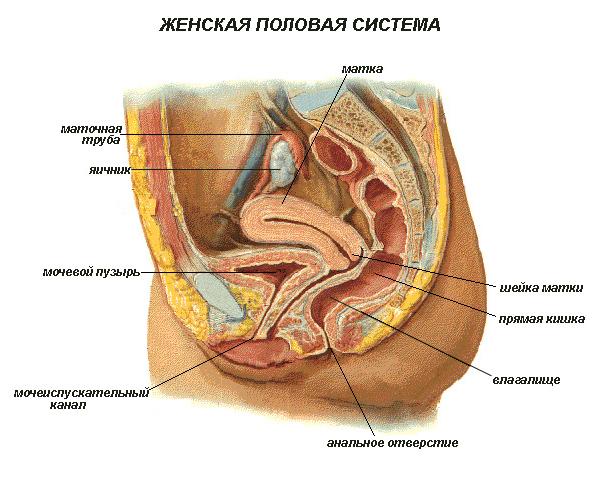 строение женской половой системы.фото