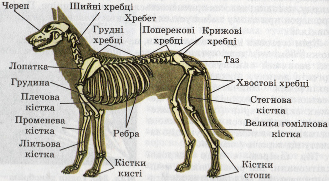 Скелет ссавця