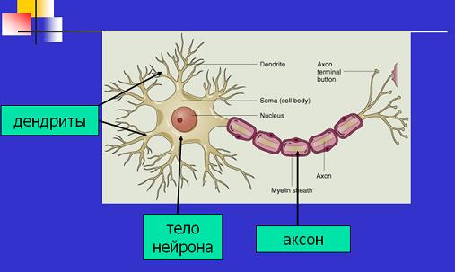 303-biol9-tema77-prez1.jpg