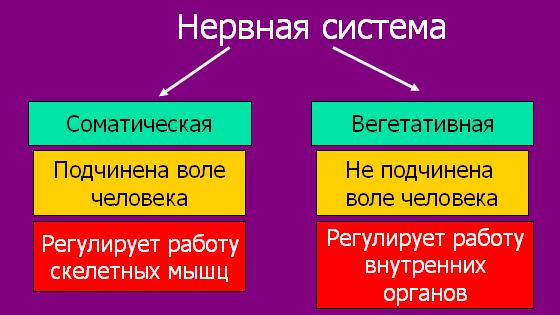 306-biol9-tema77-prez1.jpg