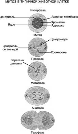 Мітоз тваринної клітини