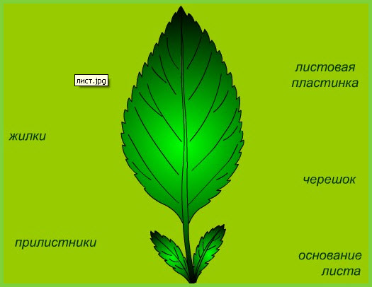 Будова листка