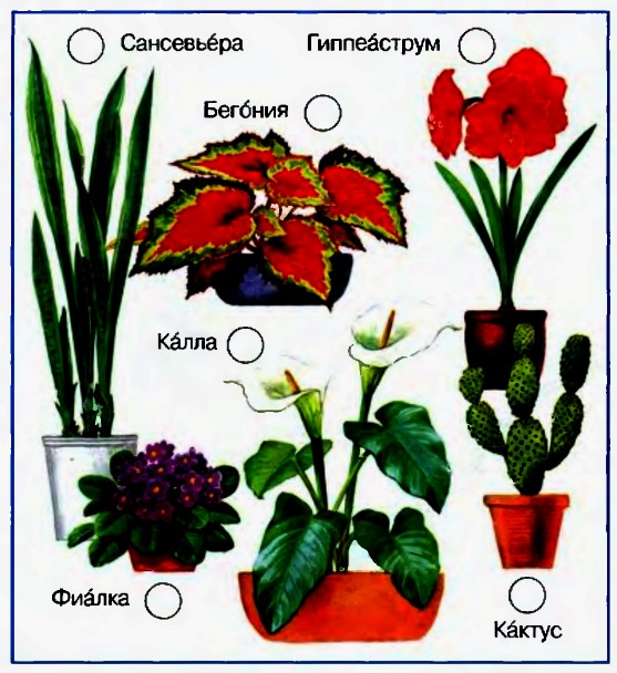 Комнатные растения
