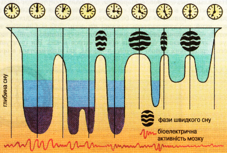 Фази сну людини впродовж ночі