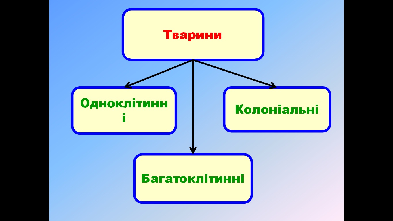 класифікація тварин