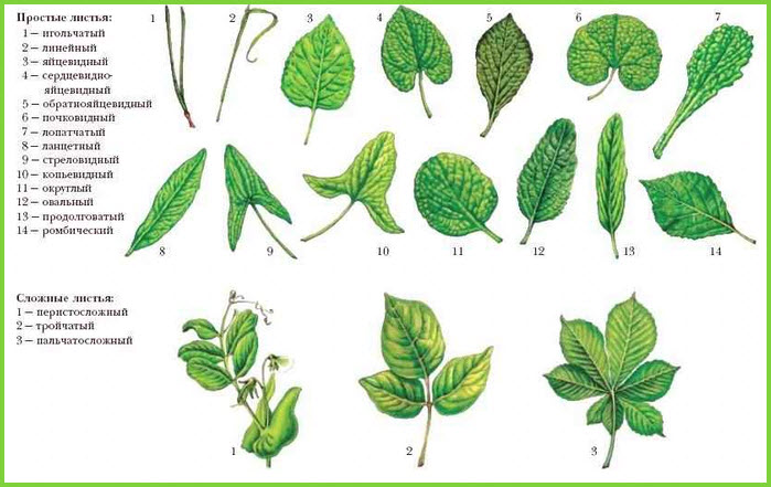 Види простих та складних листків