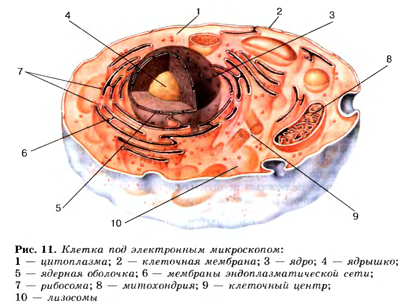 Клетка под микроскопом