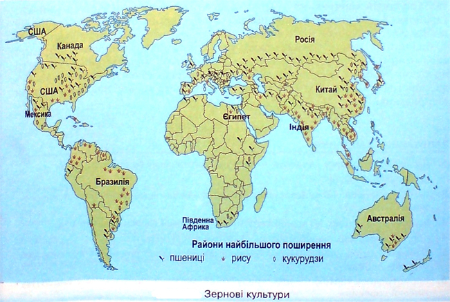 Зернові культури