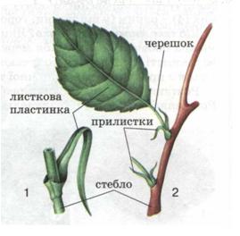 Мал. 66. Зовнішня будова сидячого (1) і черешкового (2) листка.jpg