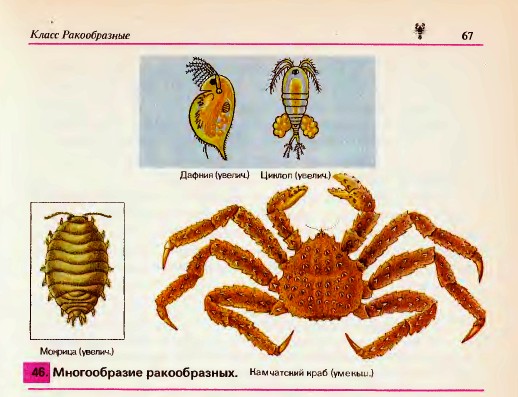 Многообразие ракоподобных