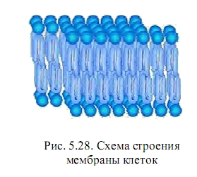 мембрана клетки