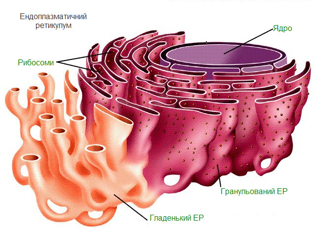 Ендоплазматичний ретикулум