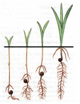 Вплив глибини загортання насіння на розвиток паростка. фото