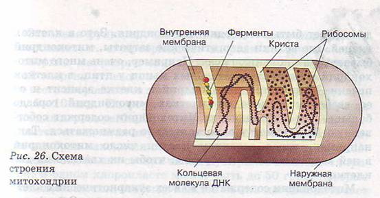 Митохондрии