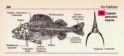 Скелет окуня