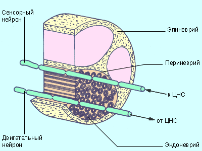 Bior8 8 7.gif