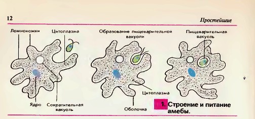 Строение амёбы