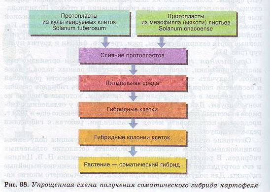 Методы клеточной инженерии.