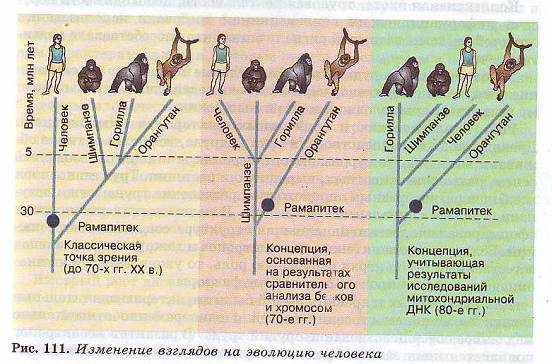 Взгляд на эволюцию человека