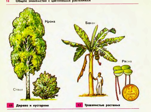 Разнообразие растений