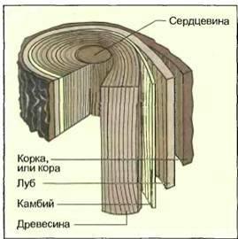 296-biol7-tema41-prez1.jpg