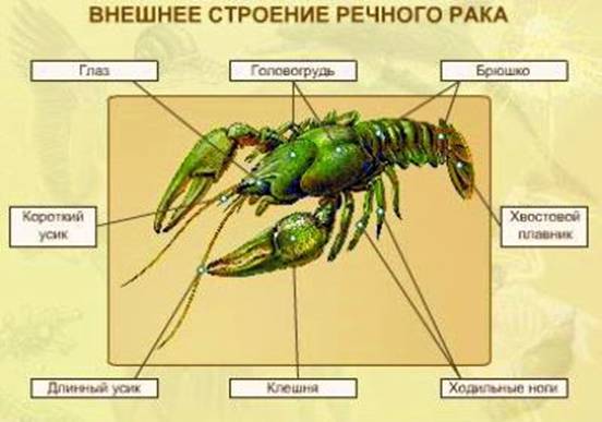 Зовнішня будова річкового раку