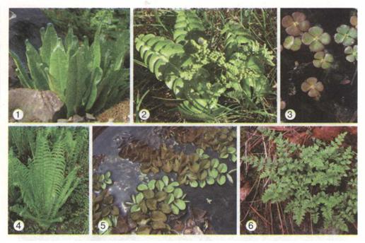Різноманітні папоротеподібні: листовик (1), ключ-трава (2), марсилія (3), страусове перо звичайне (4), сальвінія (5), вудсія альпійська (6). фото
