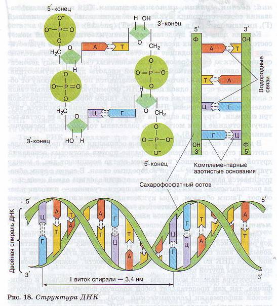 Структура ДНК
