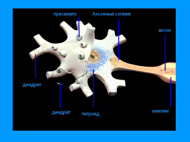 Аксон и дендриты. фото