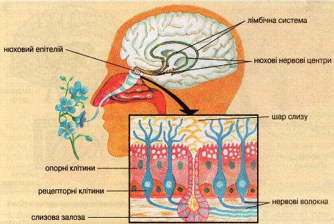 Схема будови нюхової сенсорної системи