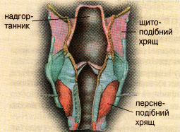 Будова гортані