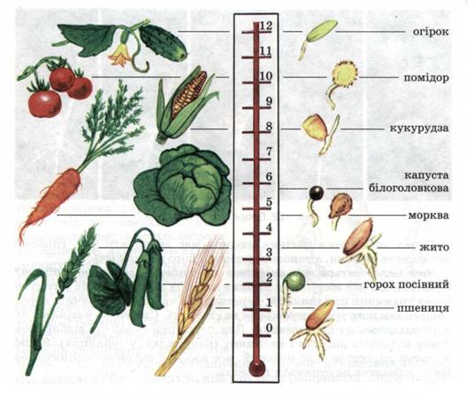Насіння різних рослин проростає лише за певної температури. фото