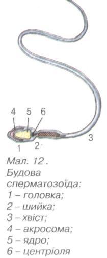 Будова сперматозоїда