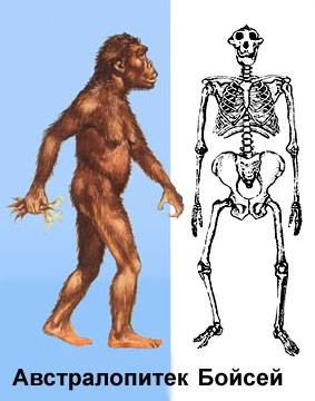 Australopithecus boisei