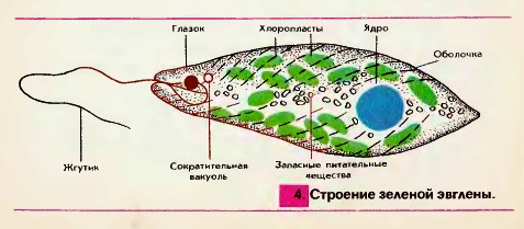 Зеленая эвглена